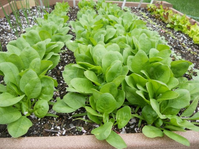 trädgård grönsaker upphöjd säng spenat sallad växter