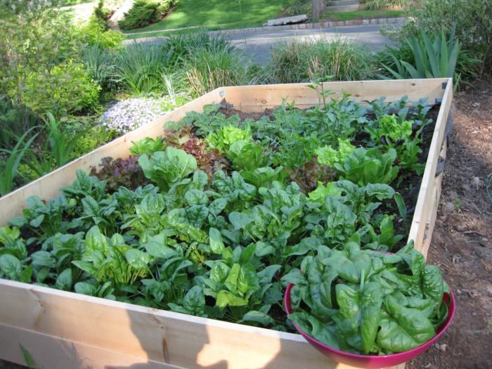 upphöjd säng spenat växter trädgård underhåll grönsaker friska