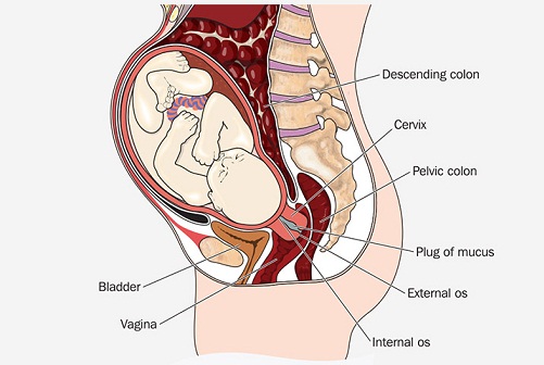 Tiputtelu raskauden aikana 12
