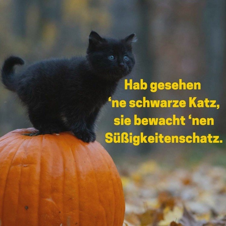 Barns ord för Halloween - jag såg en svart katt
