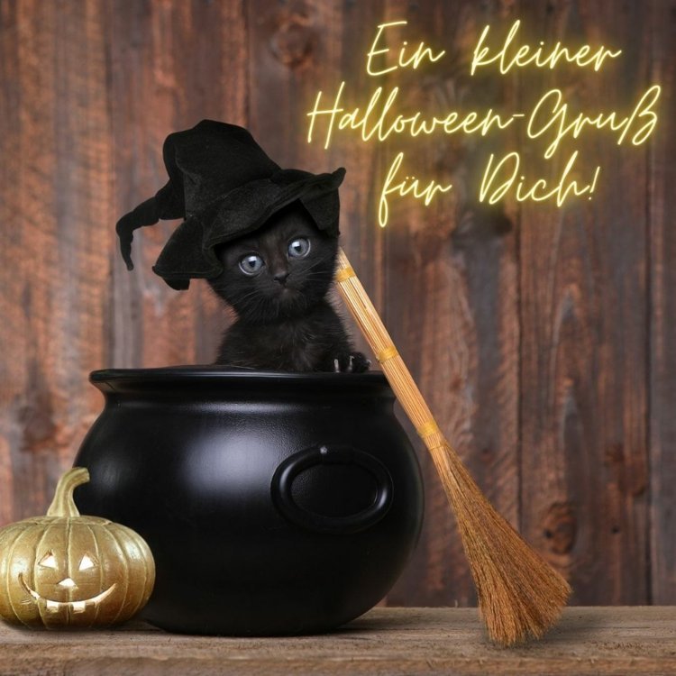Ordspråk för Halloween och hälsningar med en svart katt i grytan som bakgrund