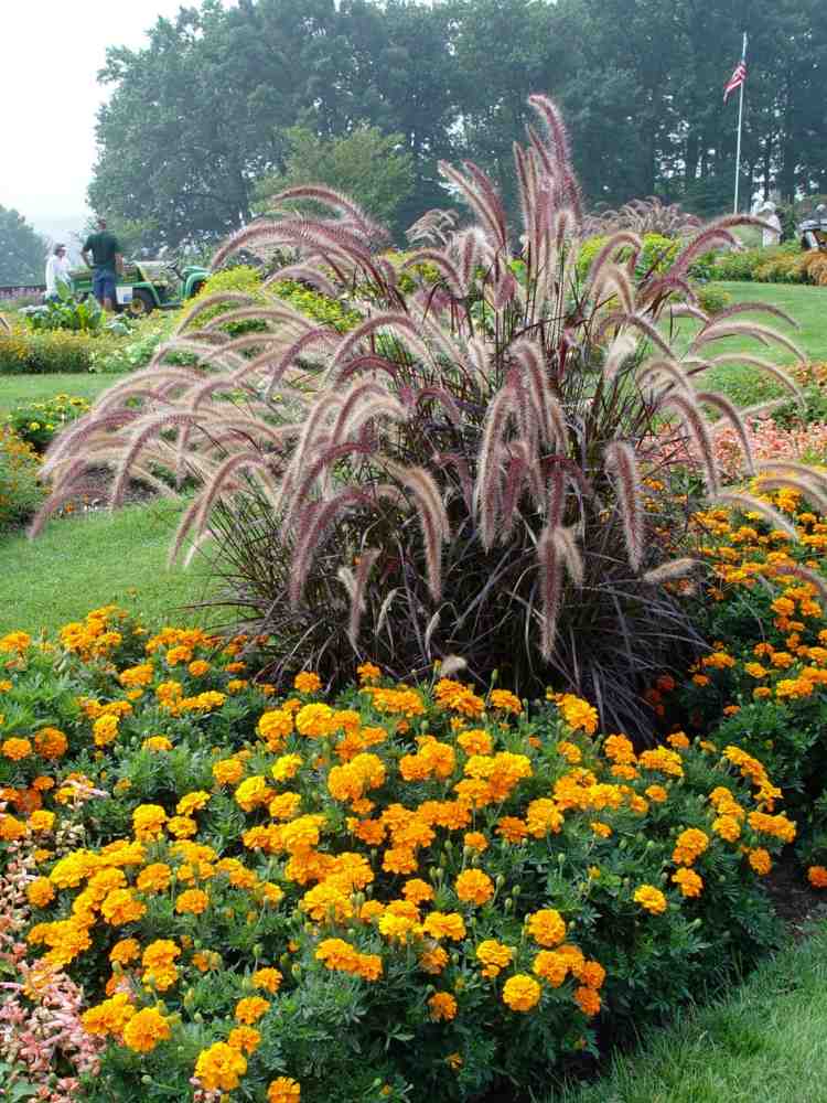 Fontän-gräs-trädgård-student-blommor-gul-orange-gräsmatta-sängar