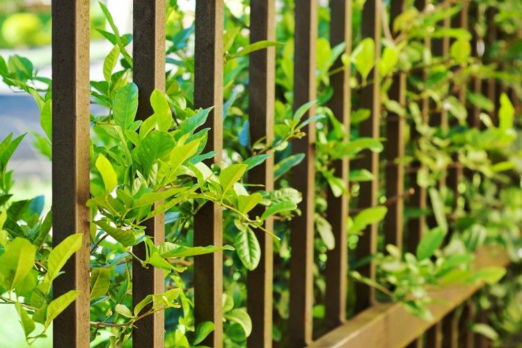 Corten stål trädgårdsstaket växter idéer för trädgårdsdekorationer