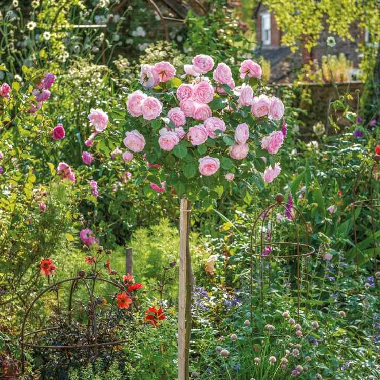 olivia rose austin halvstamstam rosor växter rosa krona sfäriska