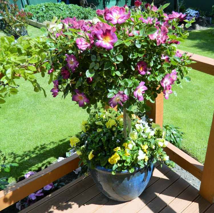 container trädgårdsarbete texas Awesome Mini Standard Rose Baby Jack Roses from my Garden