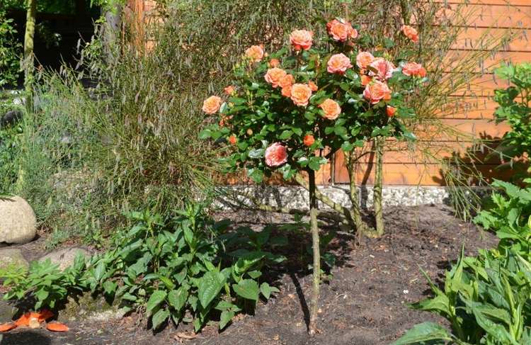 ninetta cultivar zwegstamm creme orange garden planteringsstam ros