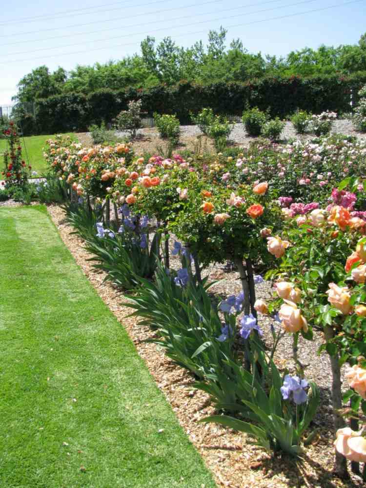 blomsterträdgård av olika dvärgstammar som planterar stamrosor
