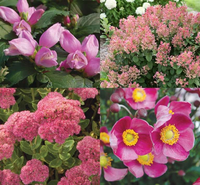 Planteringsplan flerårig säng soliga rosa accenter Peonia hybridväxter