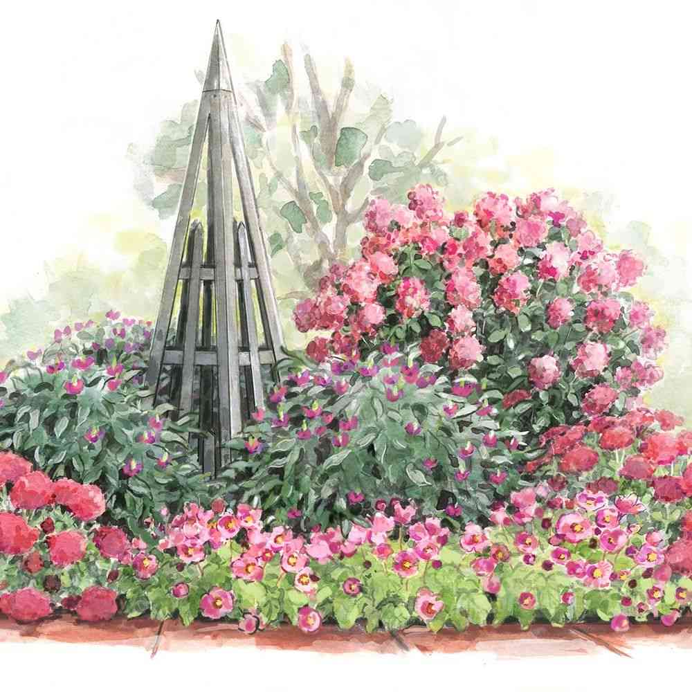 Flerårig plantering plan för gratis rosor sommar