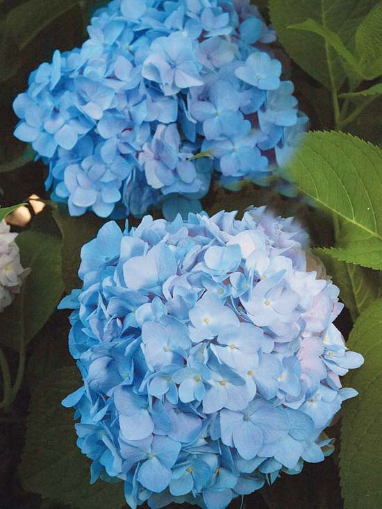 Garden hortensia Endless Summer blue