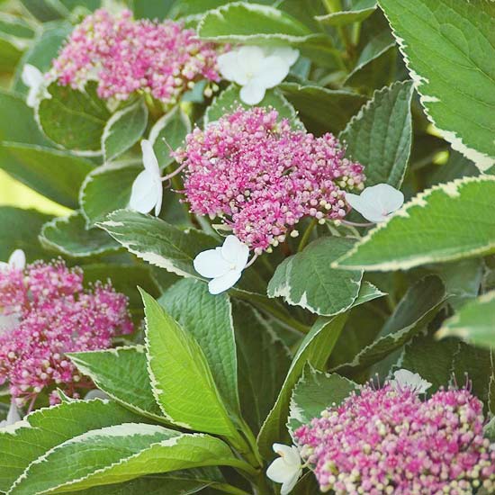 Hortensia vitrosa blommor sommar