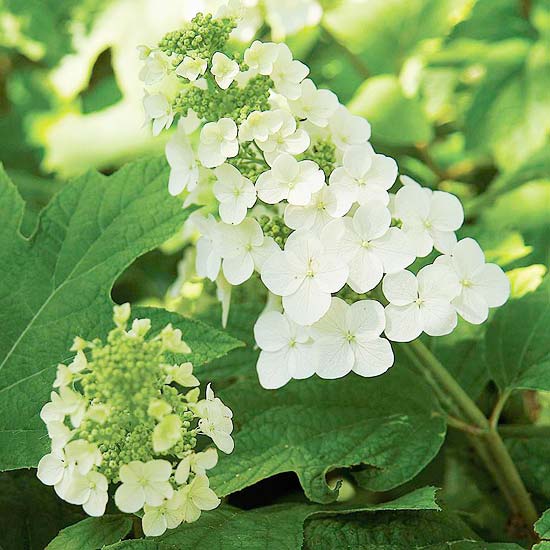 Ekblad hortensia skapar en flerårig trädgård vit