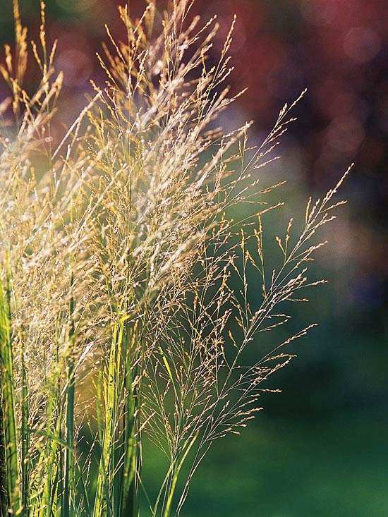Switchgrass helig lund prydnadsgräs