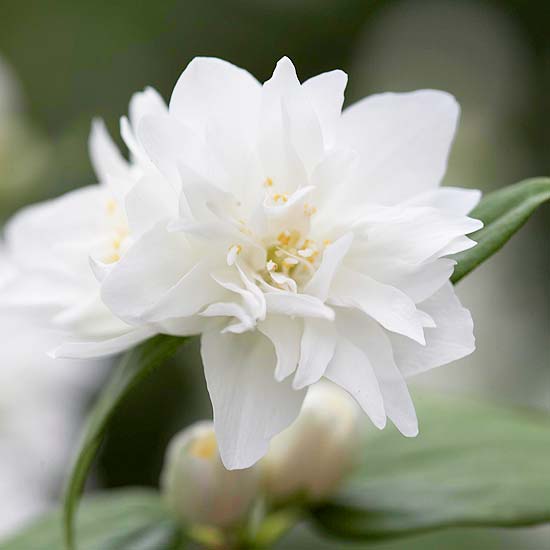Trädgård jasmin snöstorm vita tips flerårig trädgård