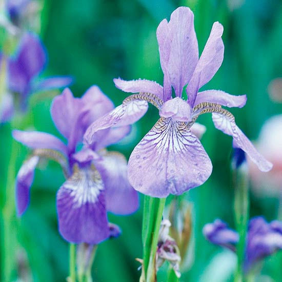 siberian iris lila
