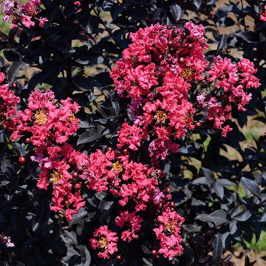Lagerstroemia indica röda perenner