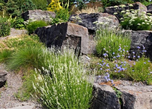 Sten trädgård prydnadsgräs perenner blommar vitblå
