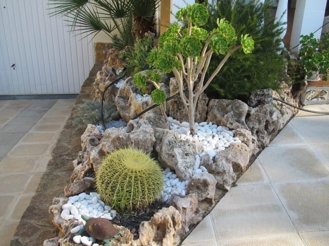 trädgård natur ser form kaktusar saftigt grus