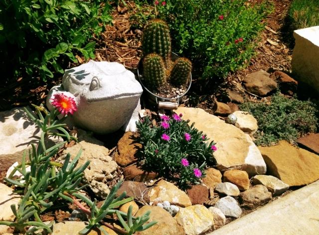 sten trädgård groda betong kaktus succulenter