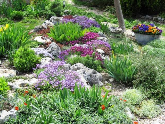 trädgård plantering kudde växter violer tulpaner