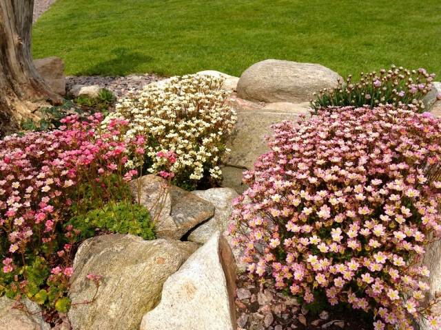 Skapa sten trädgård kudde perenner rosa blommor