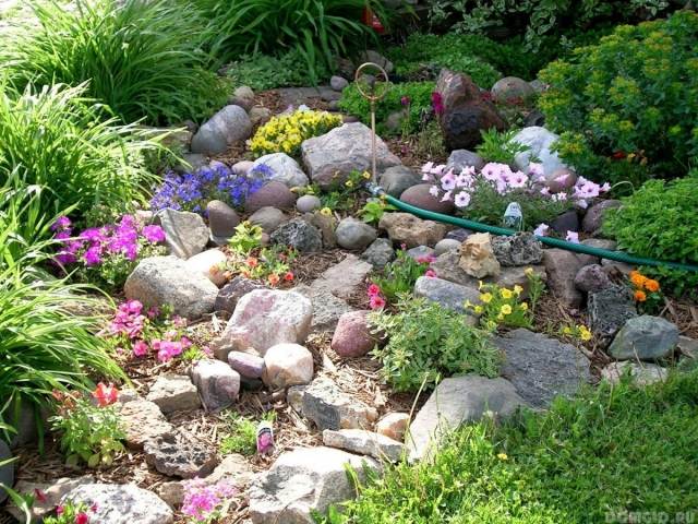 Rock trädgård idéer med fält stenar petunior violets mulch