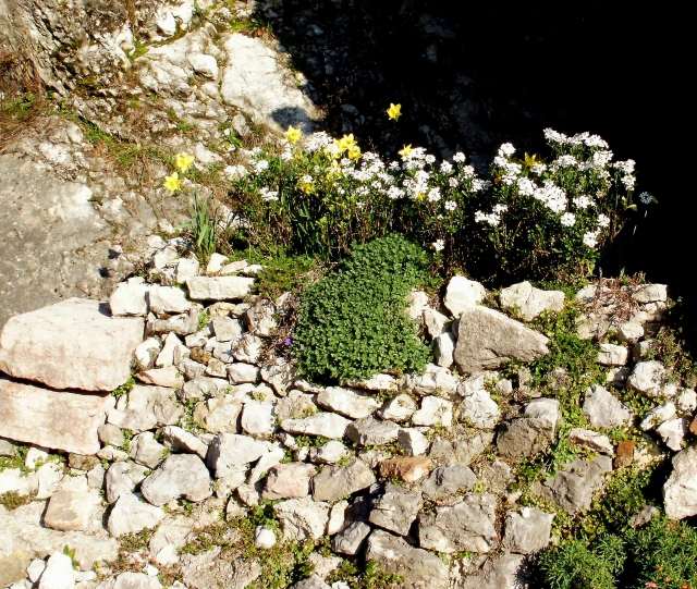 Skapa klippträdgårdsidéer med fältstenar mossa påsklilja markskydd mellan stenar