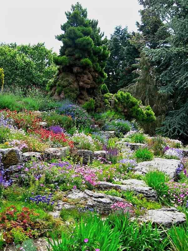 Gör sten trädgård kudde perenner blommar