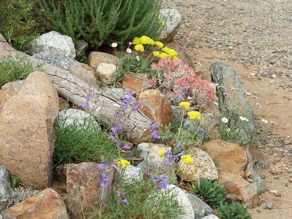 Rock trädgård plantering tips modern trädgård design