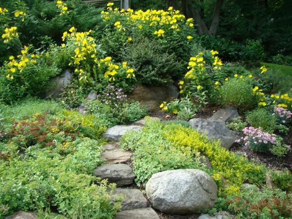 Gula blommor sten trädgård design växter