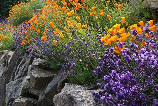 Klippträdgård på en sluttning skapar lavendelblommor