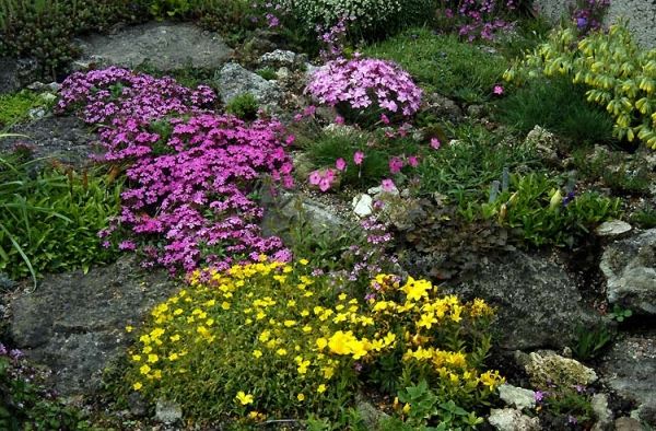 Rock garden undergrund snabbt växande växter