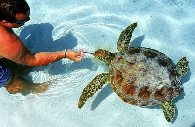 sköldpadda-simning-Punta Matira-smekmånad-veckor