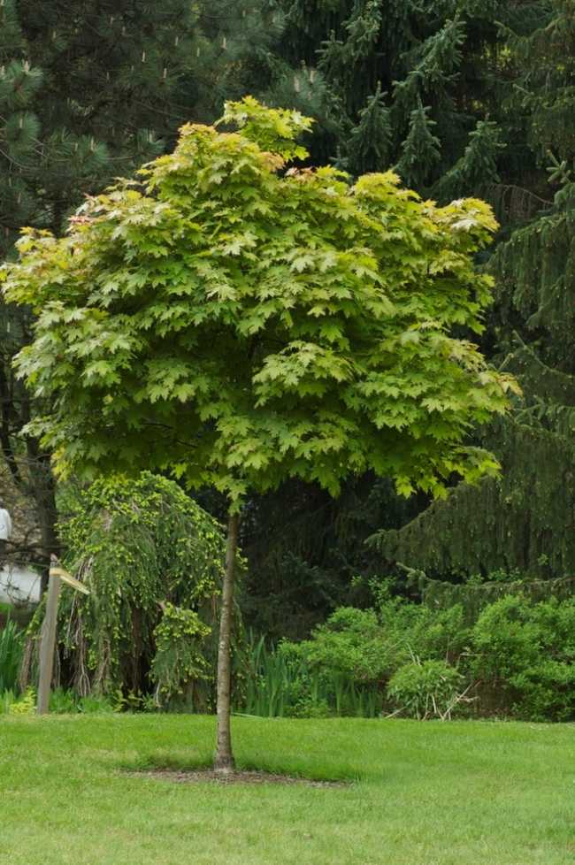 globosum kugelahorn Strukturella träd trädgård