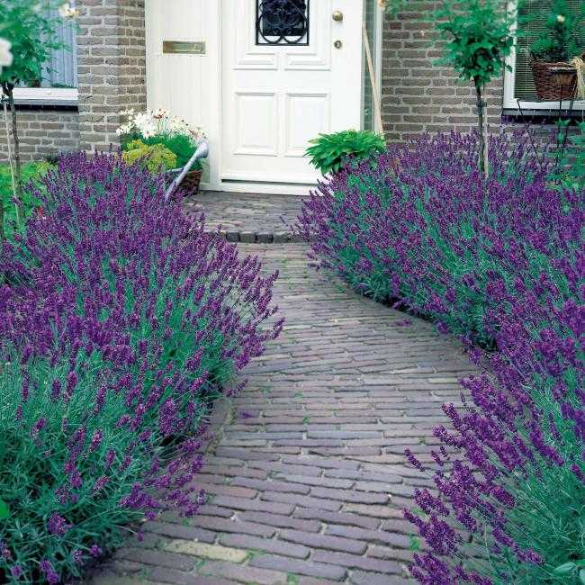 Strukturelement buskar trädgårds lavendel buske dörr