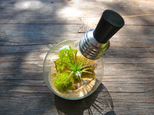 Samlar ihop en saftig mini terrarium -glödlampa