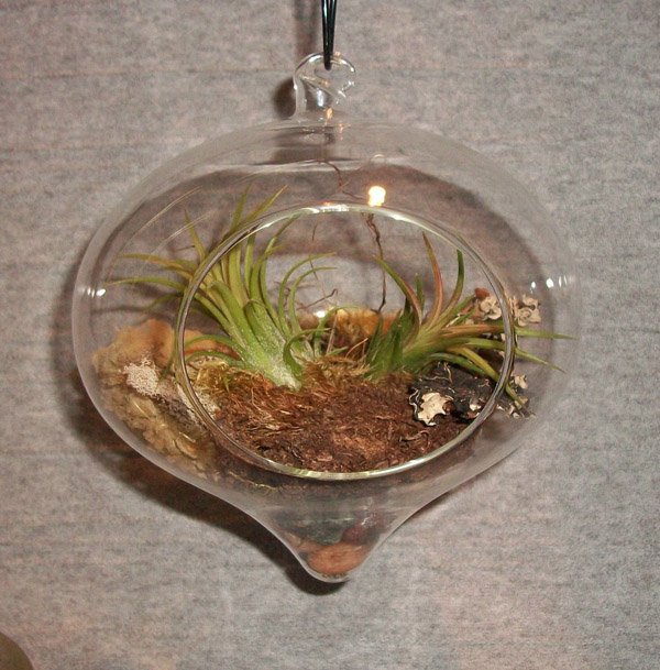 Akvariumväxt kruka glas saftiga vintergröna växter