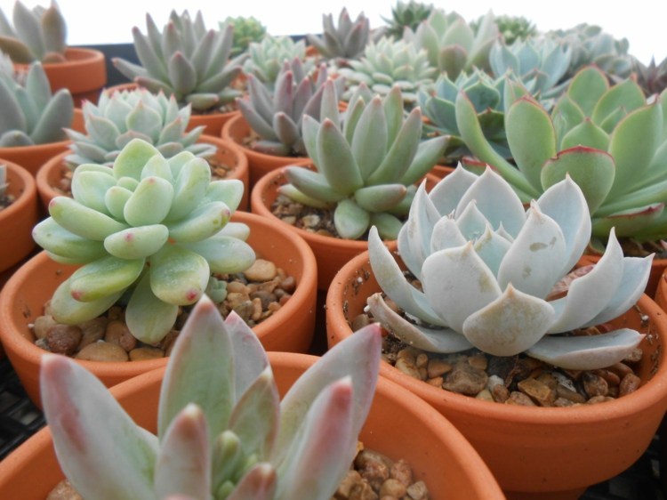 arrangemang succulenter enkel terracota småsten lätt skötsel