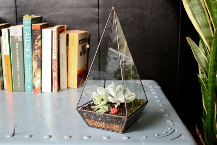 saftigt arrangemang terrarium idé kaktus spetsig sidobord