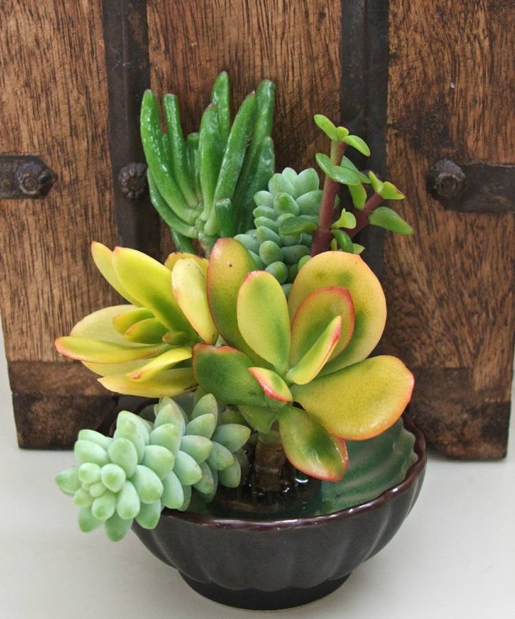 arrangemang succulenter skal svart vatten ljus bröstet