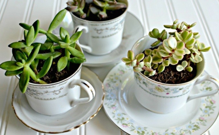 arrangemang succulenter tekopp design blomkruka vintage fat