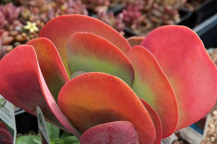 Flapjack Kalanchoe saftig växt