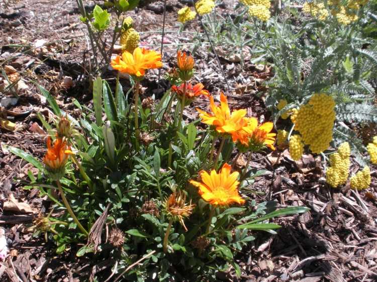 Gazania-saftiga-med-vackra-gula-blommor