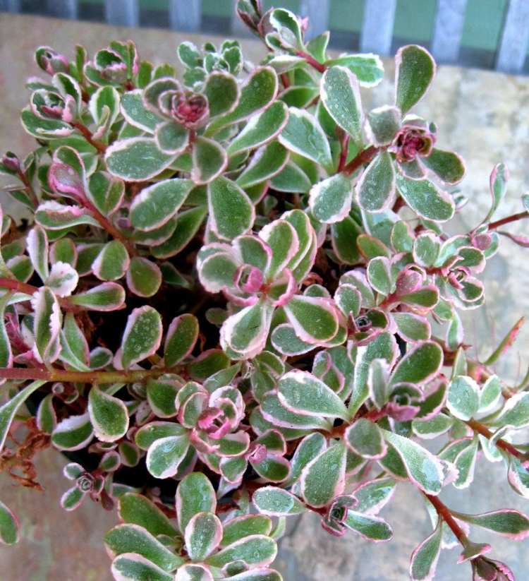 Tricolor Sedum saftiga växter