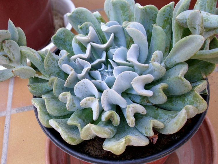 Suckulent Echeveria -växt