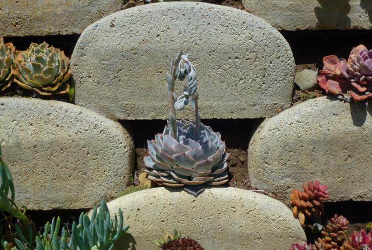 Form-figurer-och-motiv-med-succulenter