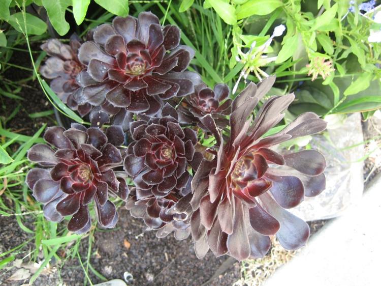 Aeonium i violett färg