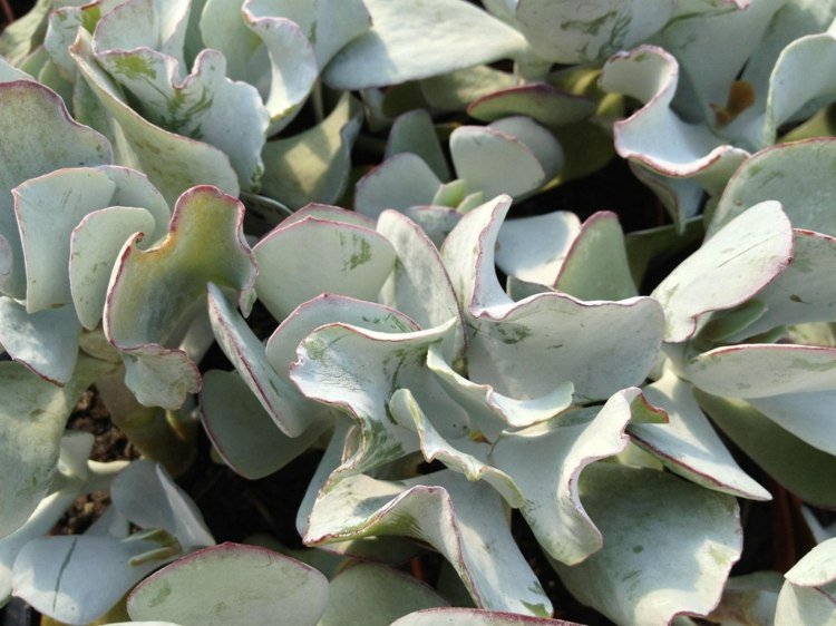 Cotyledon saftiga växtarter