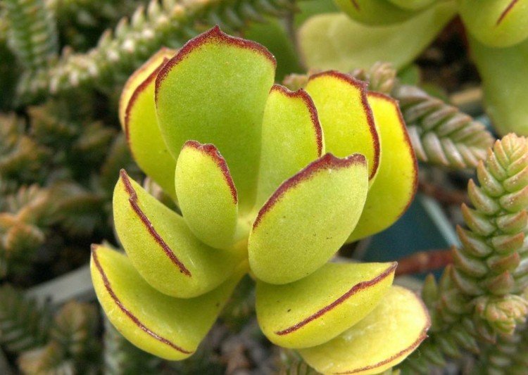 Cotyledon Elisae succulenter