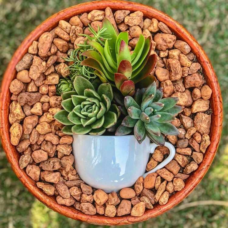 Dekoration med succulenter som levande konst i en skål